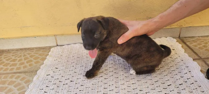 Cachorro ra a SRD idade Abaixo de 2 meses nome Filhote Malhado