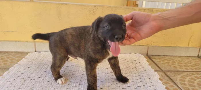 Cachorro ra a SRD idade Abaixo de 2 meses nome Filhote Malhado
