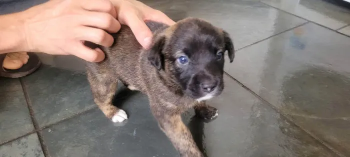 Cachorro ra a SRD idade Abaixo de 2 meses nome Filhote Malhado