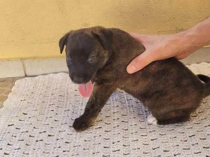 Cachorro ra a SRD idade Abaixo de 2 meses nome Filhote Malhado