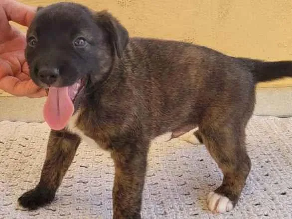 Cachorro ra a SRD idade Abaixo de 2 meses nome Filhote Malhado