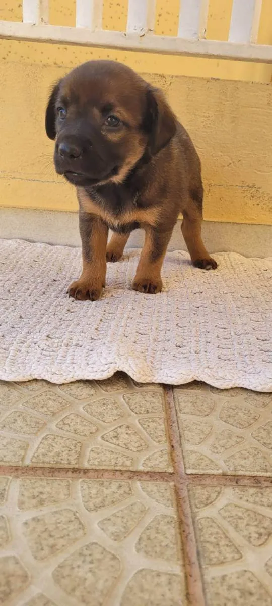 Cachorro ra a SRD idade Abaixo de 2 meses nome Filhote Fêmea Café