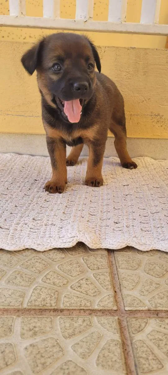 Cachorro ra a SRD idade Abaixo de 2 meses nome Filhote Fêmea Café