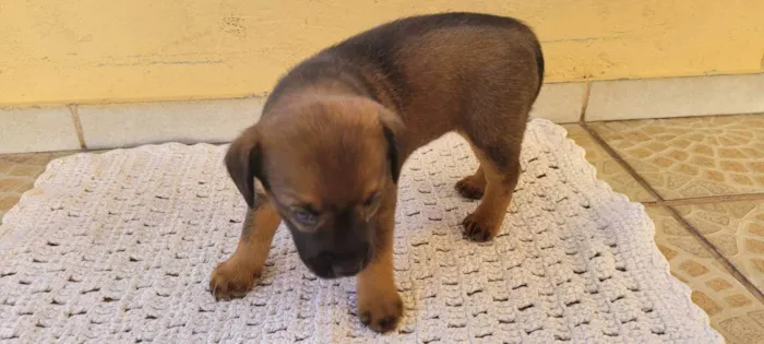 Cachorro ra a SRD idade Abaixo de 2 meses nome Filhote Fêmea Café