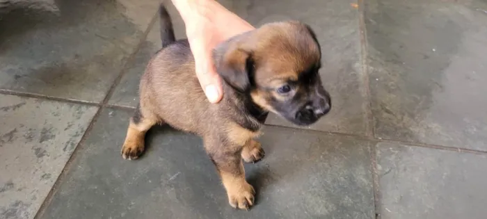 Cachorro ra a SRD idade Abaixo de 2 meses nome Filhote Fêmea Café