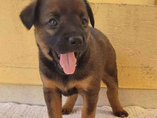 Cachorro ra a SRD idade Abaixo de 2 meses nome Filhote Fêmea Café
