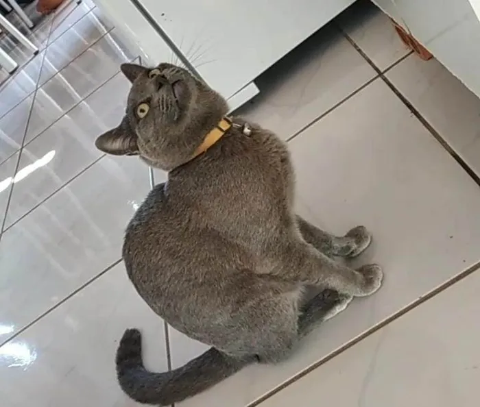 Gato raça não tem idade 1 ano nome Ramadi