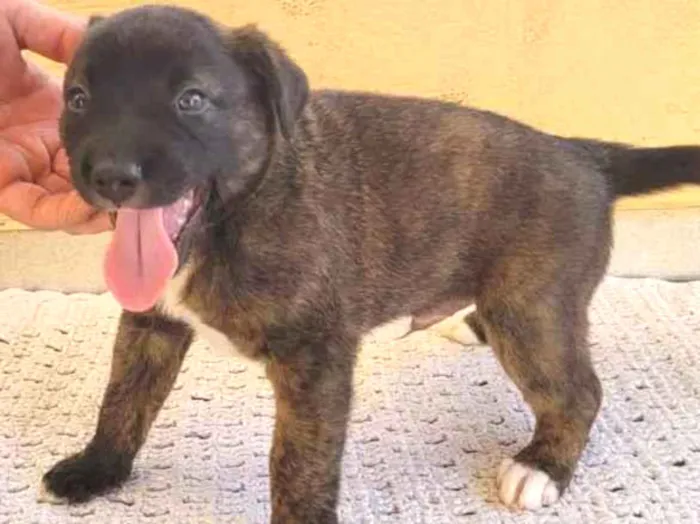 Cachorro ra a SRD idade Abaixo de 2 meses nome Filhote Malhado