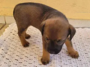 Cachorro raça SRD idade Abaixo de 2 meses nome Filhote Fêmea Café