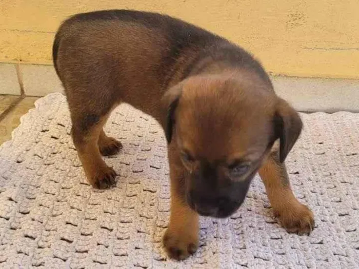 Cachorro ra a SRD idade Abaixo de 2 meses nome Filhote Fêmea Café