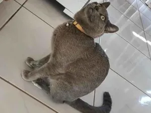 Gato raça não tem idade 1 ano nome Ramadi