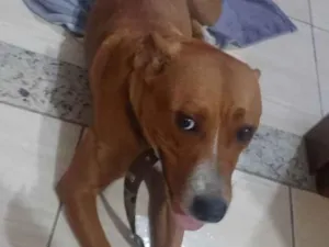 Cachorro raça srd idade 1 ano nome jhade