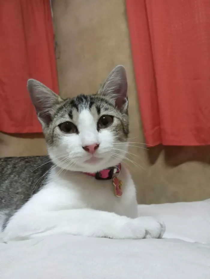 Gato ra a Indefinida  idade 1 ano nome Luna Marie 