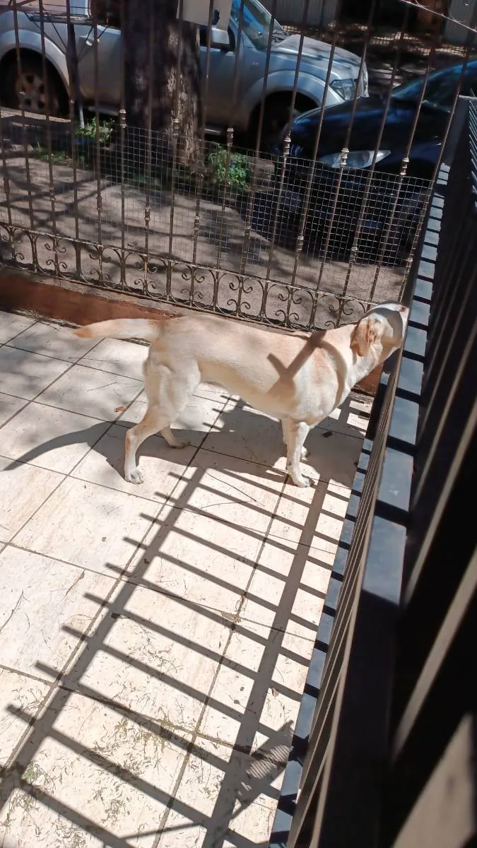 Cachorro ra a Labrador com Vira lata idade 2 anos nome Luna