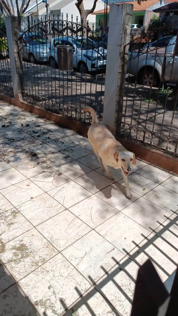 Cachorro ra a Labrador com Vira lata idade 2 anos nome Luna