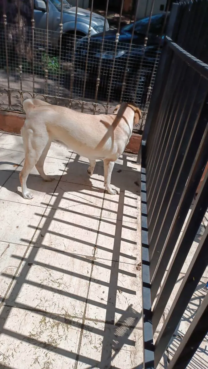 Cachorro ra a Labrador com Vira lata idade 2 anos nome Luna