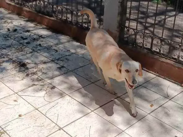 Cachorro ra a Labrador com Vira lata idade 2 anos nome Luna