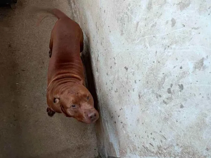 Cachorro raça Pitbull  idade 3 anos nome Brutos 