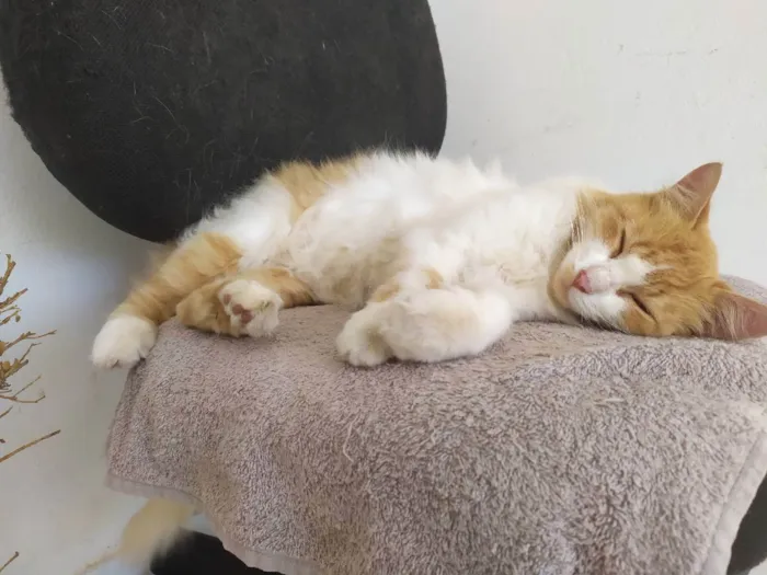 Gato ra a Gato  idade 1 ano nome Lisa