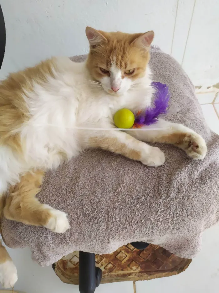 Gato ra a Gato  idade 1 ano nome Lisa