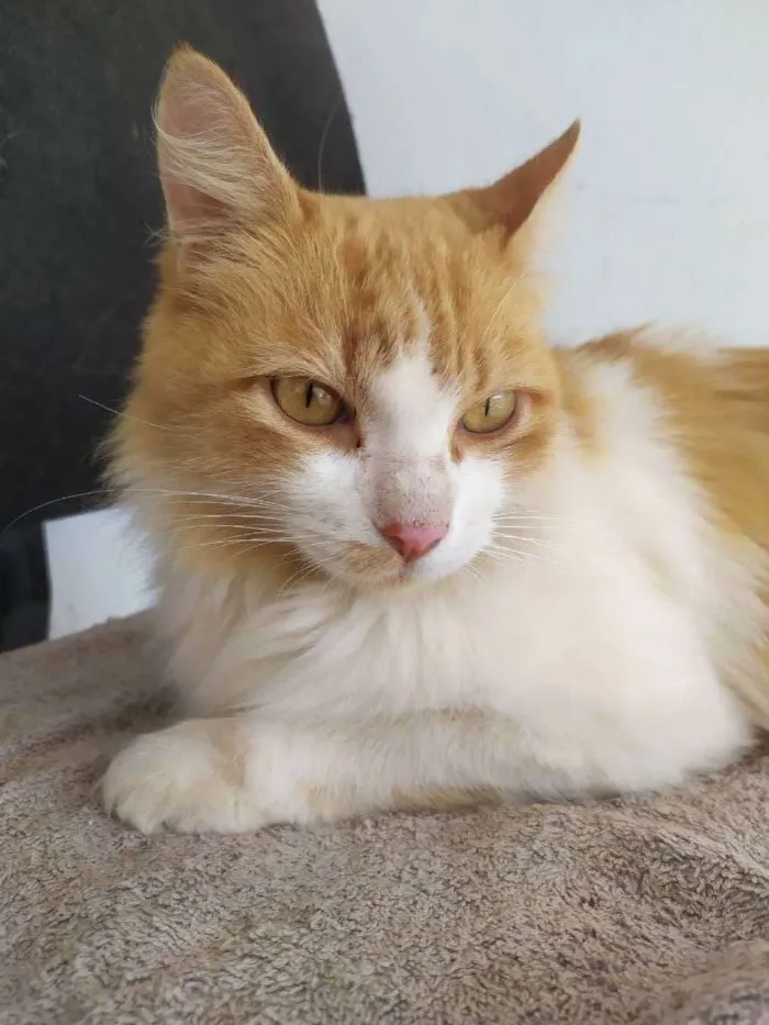 Gato ra a Gato  idade 1 ano nome Lisa