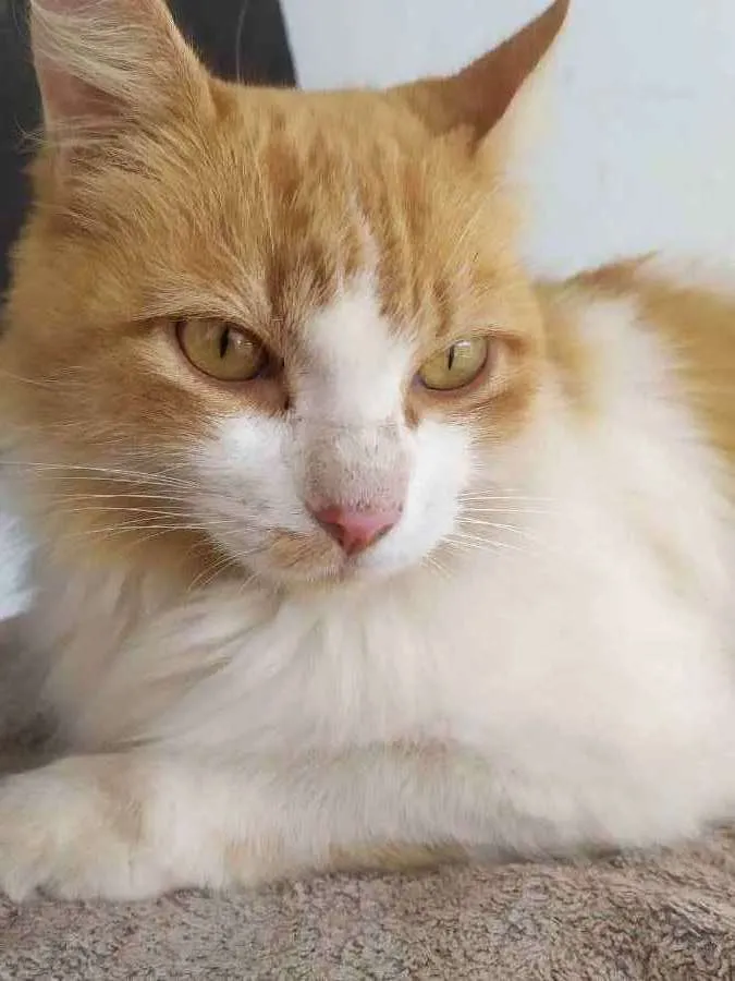 Gato ra a Gato  idade 1 ano nome Lisa