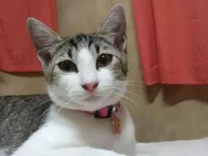 Gato raça Indefinida  idade 1 ano nome Luna Marie 