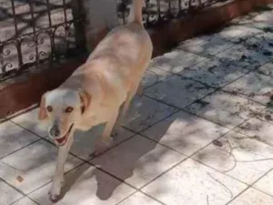 Cachorro raça Labrador com Vira lata idade 2 anos nome Luna