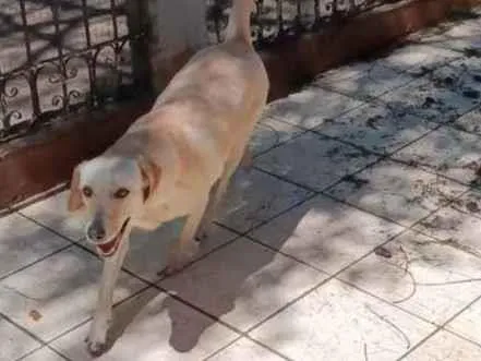 Cachorro ra a Labrador com Vira lata idade 2 anos nome Luna