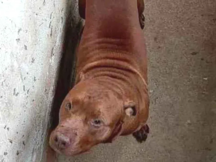 Cachorro raça Pitbull  idade 3 anos nome Brutos 