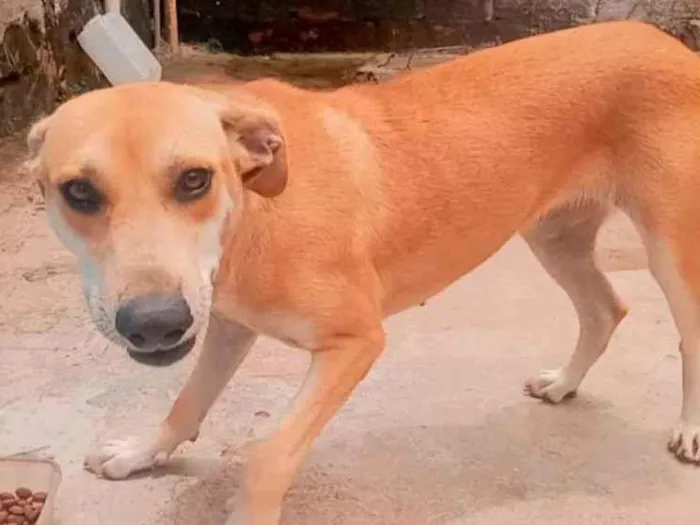 Cachorro ra a vira-lata idade 2 anos nome Amora