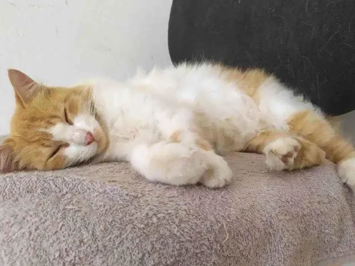 Gato ra a Gato  idade 1 ano nome Lisa