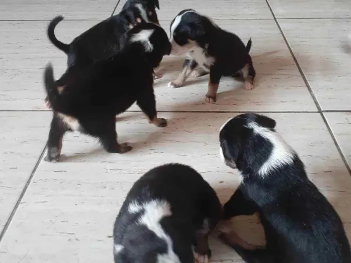 Cachorro ra a Vira-lata  idade 2 a 6 meses nome Não  tem