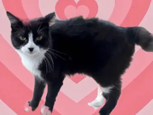 Gato raça Srd idade 1 ano nome Cotoco lindo gatinho