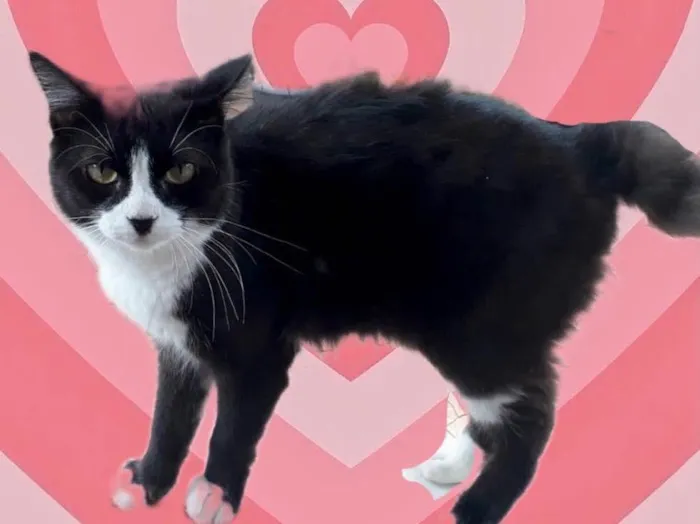 Gato raça Srd idade 1 ano nome Cotoco lindo gatinho