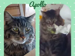 Gato raça Srd idade 1 ano nome Apollo