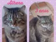 Athena