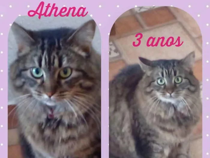 Gato ra a Ndf idade 3 anos nome Athena