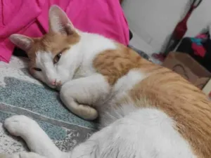 Gato raça Sem raça definida idade 2 anos nome Lara