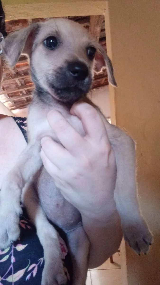 Cachorro raça Srd idade 2 a 6 meses nome Sem nome