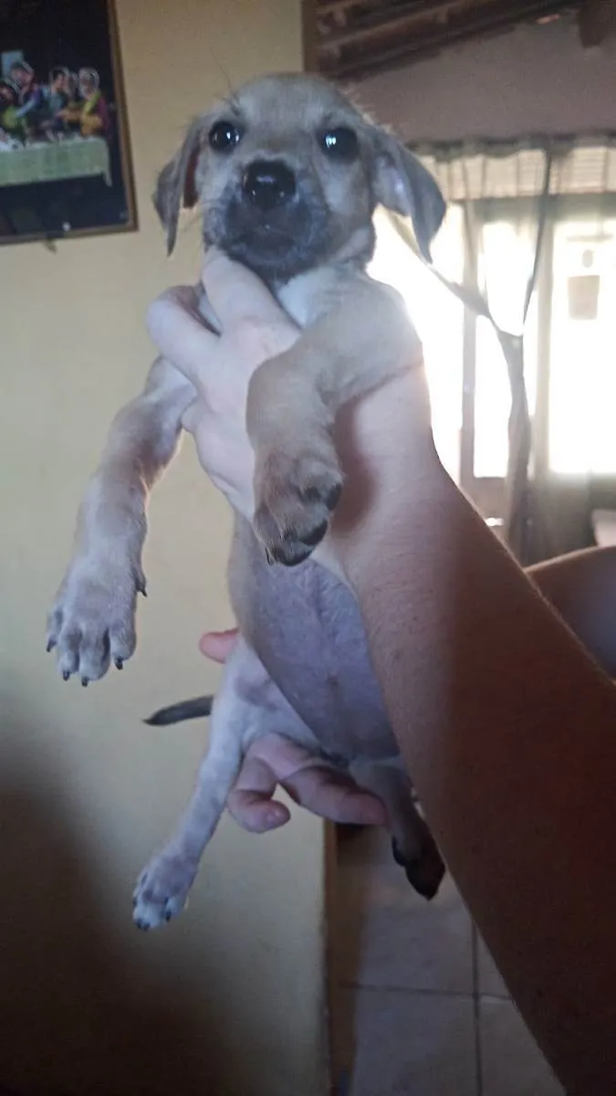 Cachorro raça Srd idade 2 a 6 meses nome Sem nome