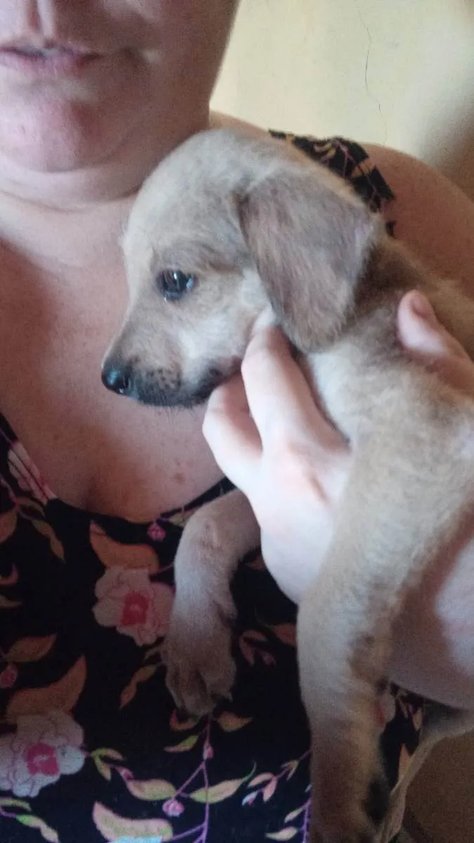Cachorro raça Srd idade 2 a 6 meses nome Sem nome