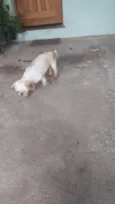 DIMI