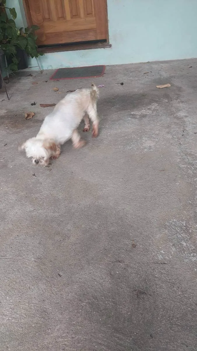 Cachorro ra a Shitzu idade 5 anos nome DIMI