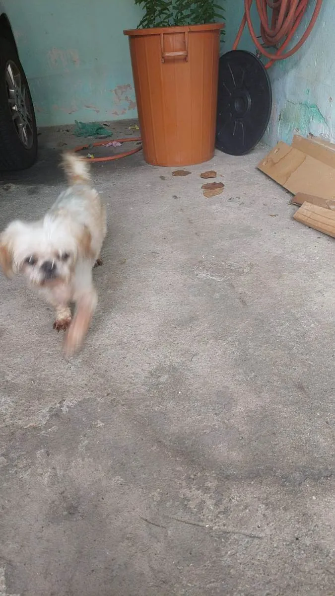 Cachorro ra a Shitzu idade 5 anos nome DIMI