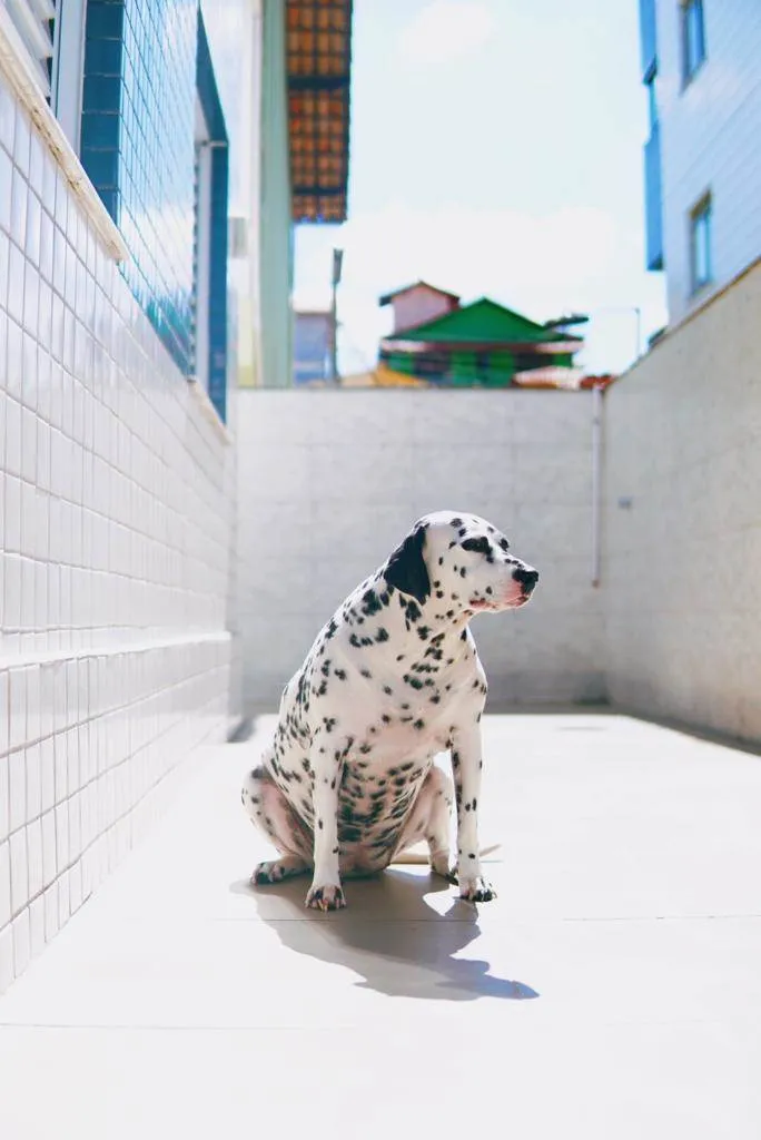 Cachorro ra a Dálmata idade 5 anos nome Gaia