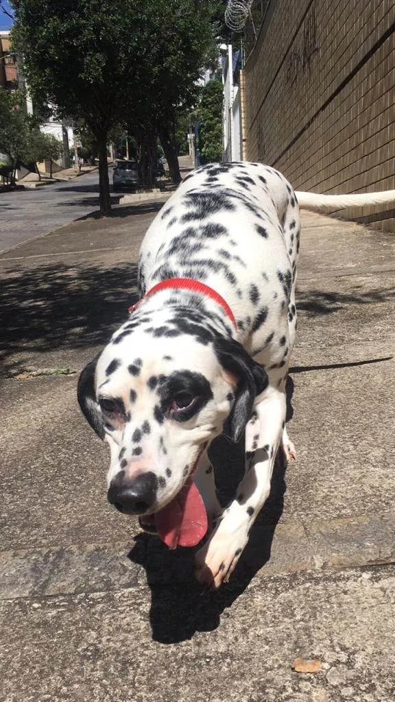 Cachorro ra a Dálmata idade 5 anos nome Gaia