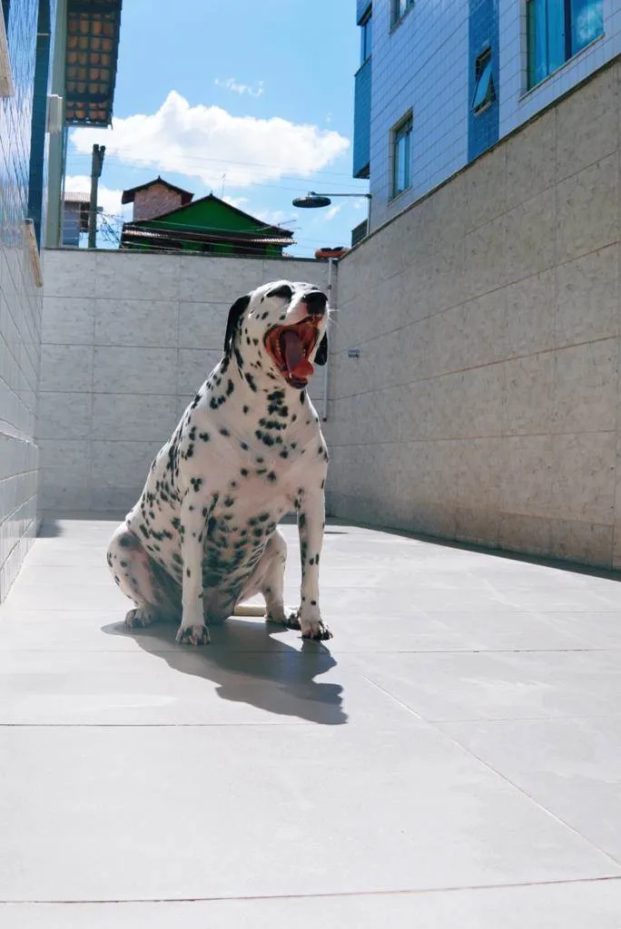 Cachorro ra a Dálmata idade 5 anos nome Gaia