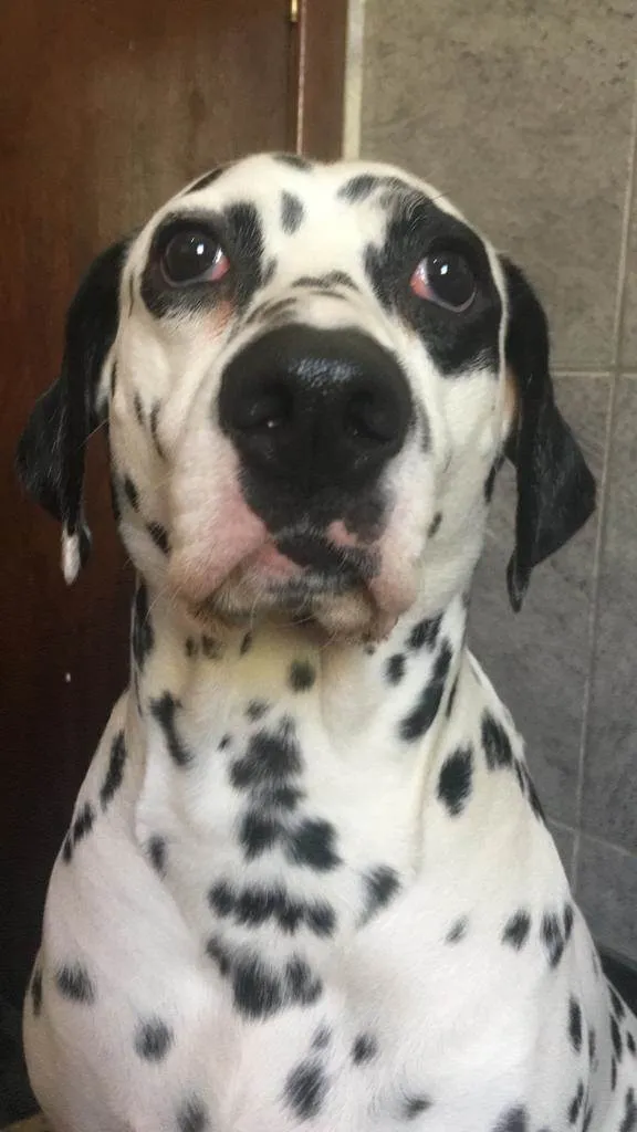 Cachorro ra a Dálmata idade 5 anos nome Gaia