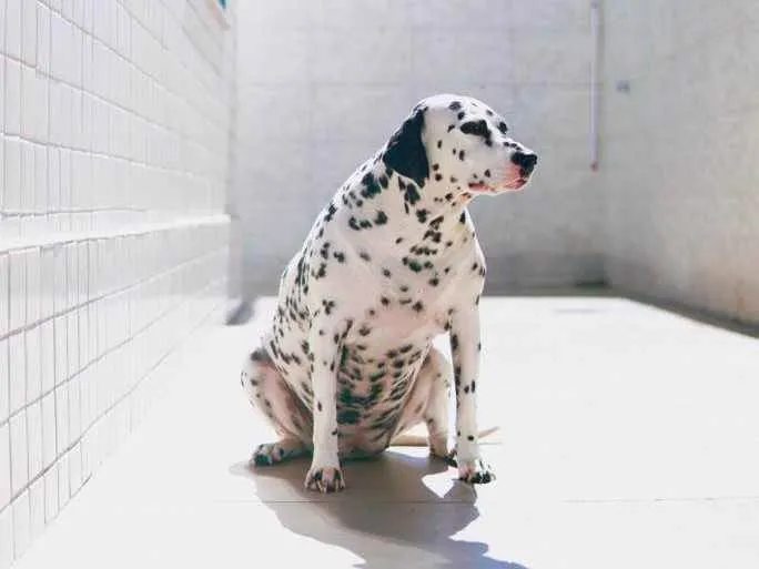 Cachorro ra a Dálmata idade 5 anos nome Gaia